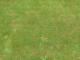 136342_biggrass1201307181504207537.jpg
