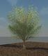 43441_tree2.png