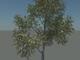 64751_tree.jpg