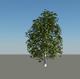 65796_Tree.jpg