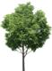 82897_tree-jpg.tif