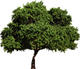 82897_tree_2-jpg.jpg