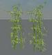 83121_bamboo.jpg