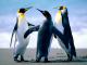 96027_Penguins.jpg.jpg