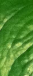leaf texture for potted plant