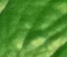 Leaf Material
