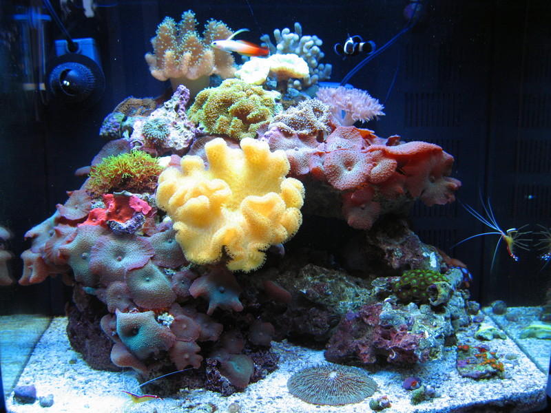 NANO REEF