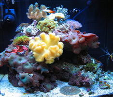 NANO REEF