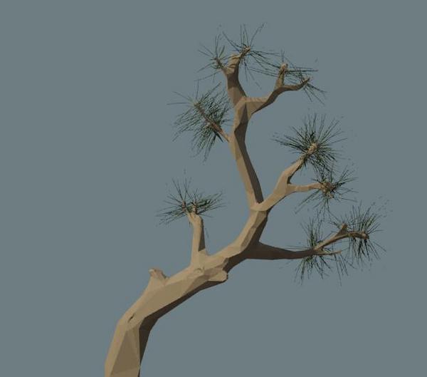 Bonsai pine tree