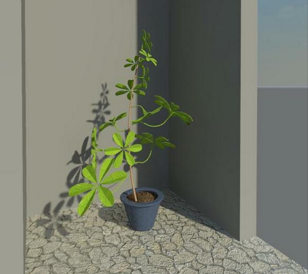 POTTED PLANT