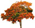 Arboles Tropicales