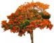 Arboles Tropicales