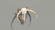 Deer Mount 6" wall