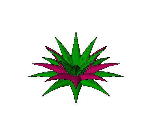 Rhoeo Plant