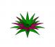 Rhoeo Plant