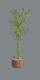 Bamboo plant