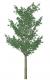 3d tree a_tree22x 3d trees