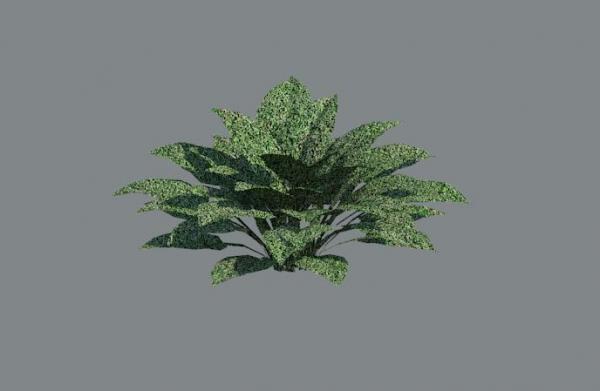 Hosta