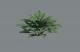 Hosta