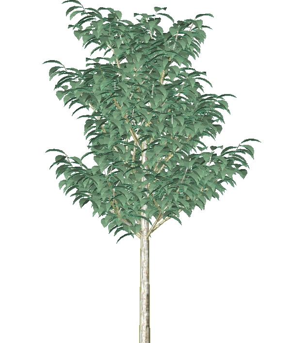 a 3d tree 61xs3
