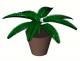 Potted-Palm_RDA