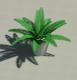 Fern-Potted_RDA
