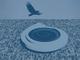 Parametric BirdBath Waterfilled With Eagle