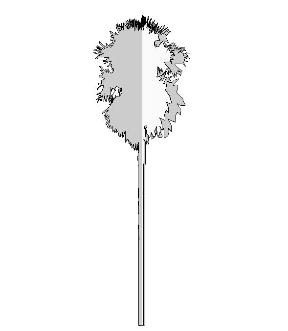 Palm Tree - 2D, Bi-Planar