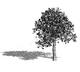 large detailed tree