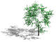 27' Shade Tree