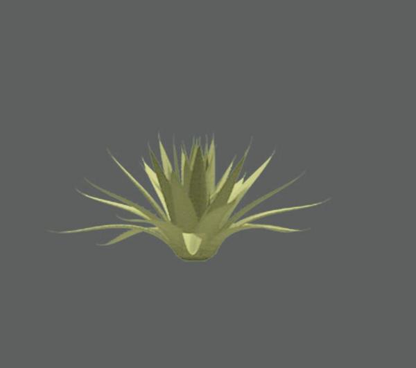 Plant_Tropical
