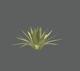 Plant_Tropical