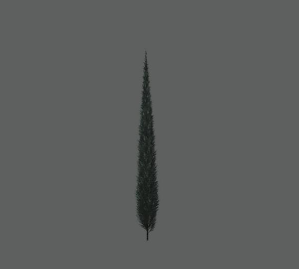 Tree_Conifer