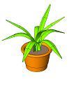 Large Potted Plant