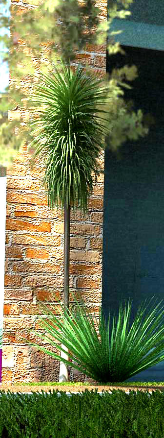 yucca