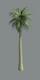 3d palm tree a_palm5