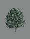 3d tree a_tree35