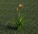 3D Flower - Lilly 1