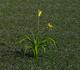 3D Flower - Lilly2