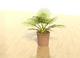 3D plant