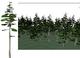 Sitka Spruce