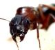 ant Avatar
