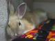 Bunny1 Avatar