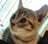 Profoxcg Avatar