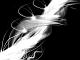 Quantifier Avatar
