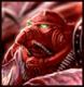 FantastickDave Avatar